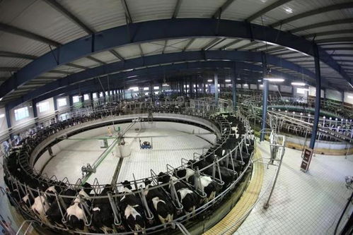 多彩內(nèi)蒙古 奶業(yè)再升級 鏈 接全世界